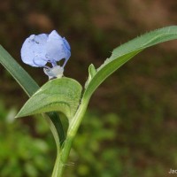 Commelina ensifolia R.Br.